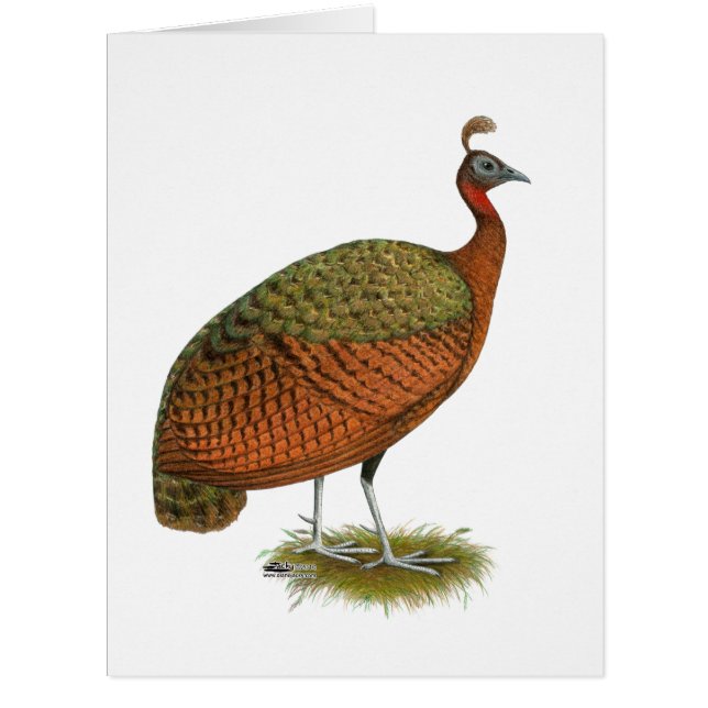 Cartão Peafowl do Congo (Frente)