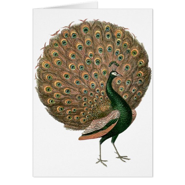 Cartão Peafowl (pavão) de arte venenosa despenca ouro ver (Frente)