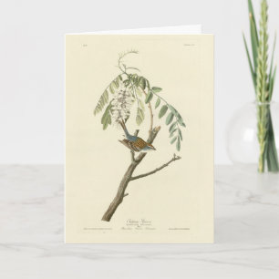 Cartão Peça-pitada das Aves da América de Audubon