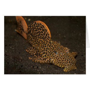 Cartão Peckoltia Compta