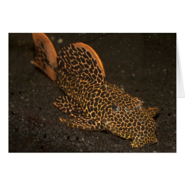 Cartão Peckoltia Compta (Frente Horizontal)