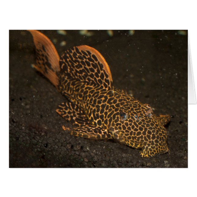 Cartão Peckoltia Compta (Frente horizontal)