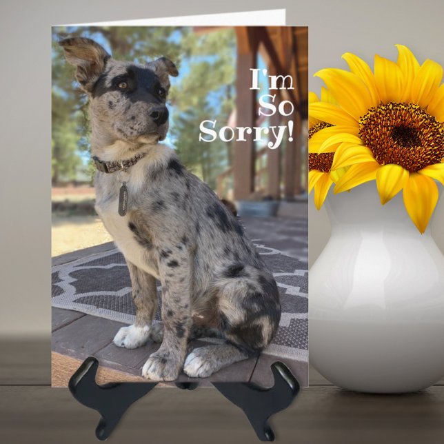 Cartão Peço Desculpas Cão de Gado Brindle Aniversário Atr (Criador carregado)