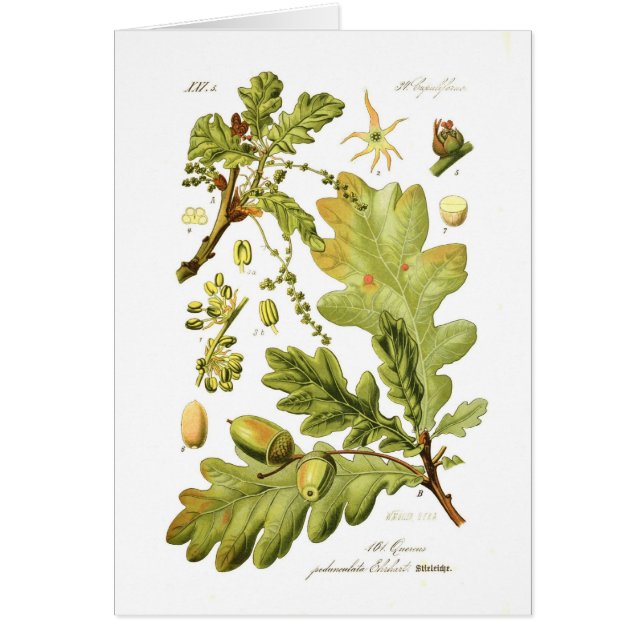 Cartão Pedunculata do Quercus (carvalho inglês) (Frente)