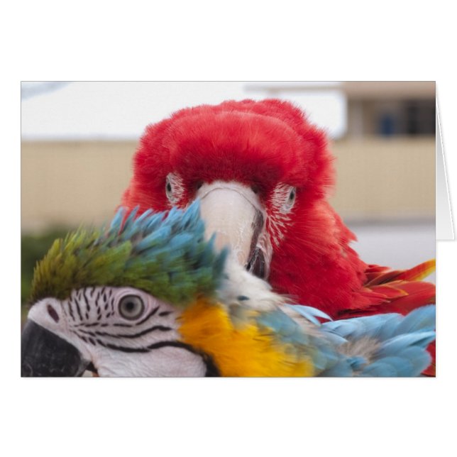 Cartão Peek a Boo (Frente horizontal)