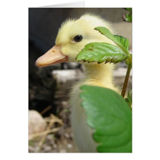 Cartão Peek-A-Boo Duckling (Frente)