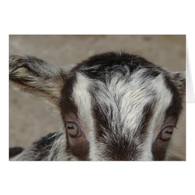 Cartão Peek-A-Boo Vejo-Te (Frente Horizontal)