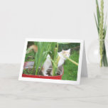 CARTÃO PEEKING OUT ON "YOUR BIRTHDAY"-TURKISH VAN CAT<br><div class="desc">THIS TURKISH VAN IN THE TUB OF FLOWERS WILL BE SURE TO ADD TO "YOUR WISH" TO SOMEONE "SPECIAL" ON THEIR BIRTHDAY THIS YEAR.</div>