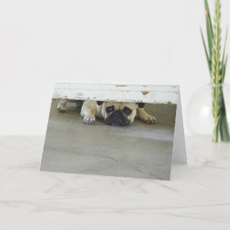 Cartão Peeking Pug Greeting Card - Blank Inside