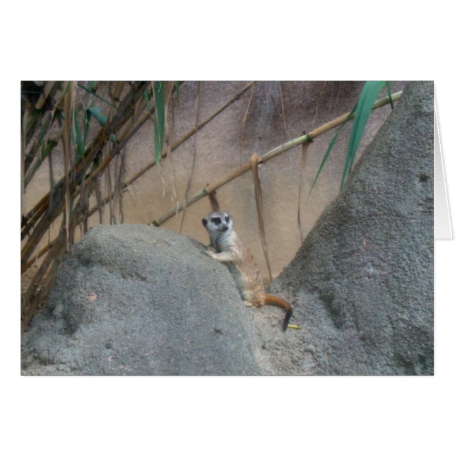 Cartão Peerkat Meerk (Frente Horizontal)