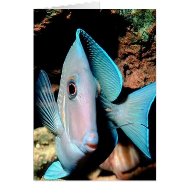 Cartão peixe azul (Frente)