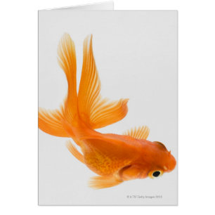 Cartão Peixe dourado do Fantail (auratus do Carassius) 2