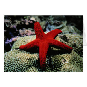 Cartão Peixe Estrela   Mar Vermelho