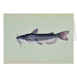 Cartão Peixe-gato branco