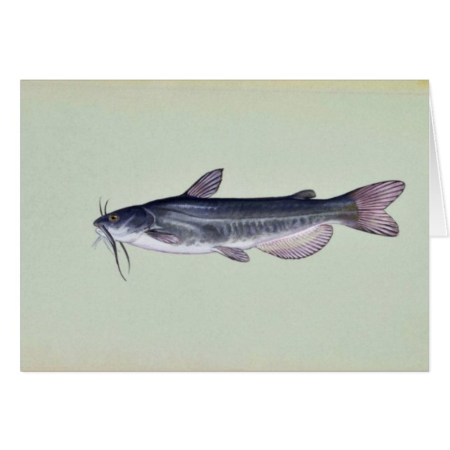 Cartão Peixe-gato branco (Frente Horizontal)