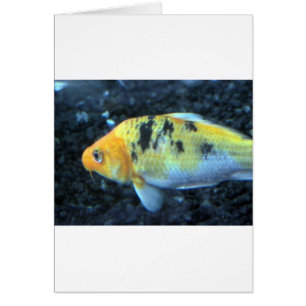 Cartão Peixe-gato picado