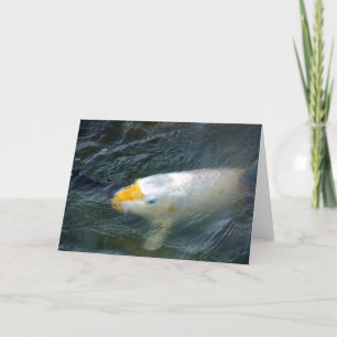 Cartão Peixe Goldfish No Lago