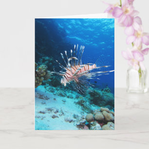 Cartão Peixe-leão ou Pterois Miles, Peixe de Recife Oceân