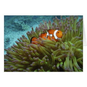 Cartão Peixe-palheiro ocidental ( Amphiprion ocellaris )