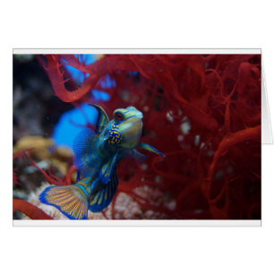 Cartão Peixe tropical azul