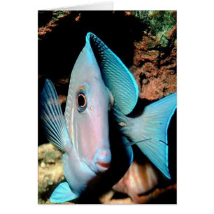 Cartão peixes azuis