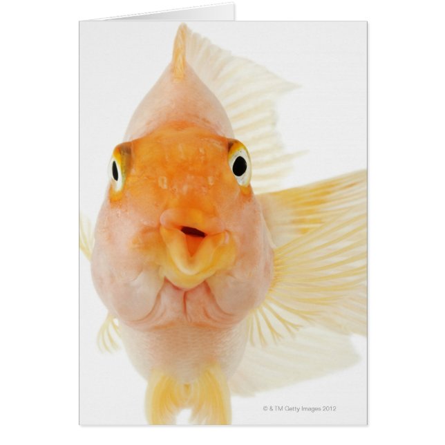 Cartão Peixes de água fresca tropical (Frente)