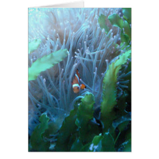 Cartão Peixes do palhaço