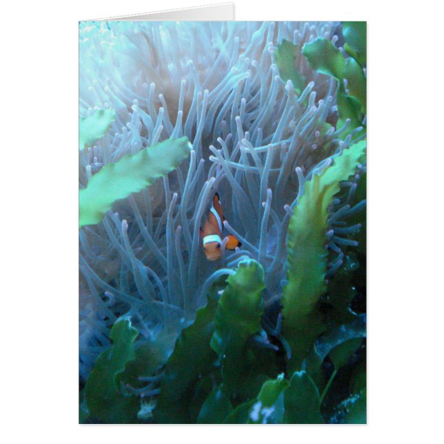 Cartão Peixes do palhaço (Frente)