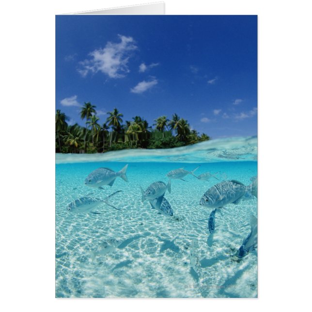 Cartão Peixes no mar (Frente)