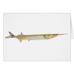 Cartão Peixes - Peixe-Garfo - Hiporhamphus intermedius