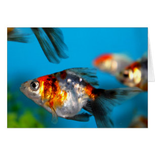 Cartão Peixes pequenos