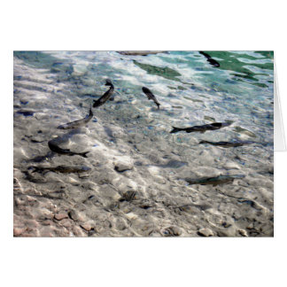 Cartão Peixes voadores