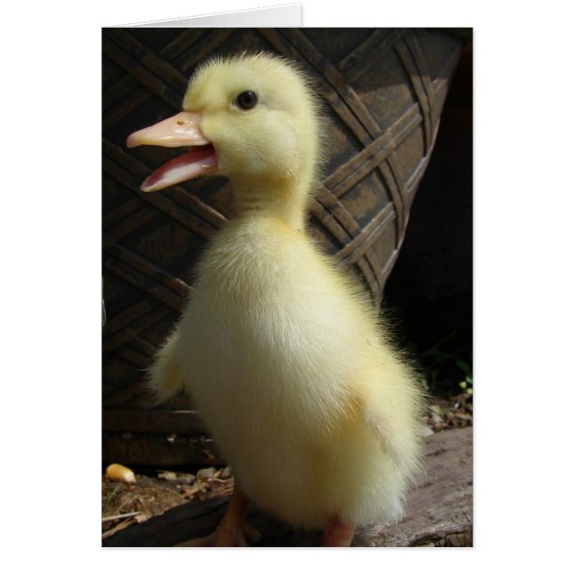 Cartão Pekin Duckling (Frente)