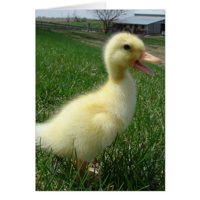 Cartão Pekin Duckling (Frente)