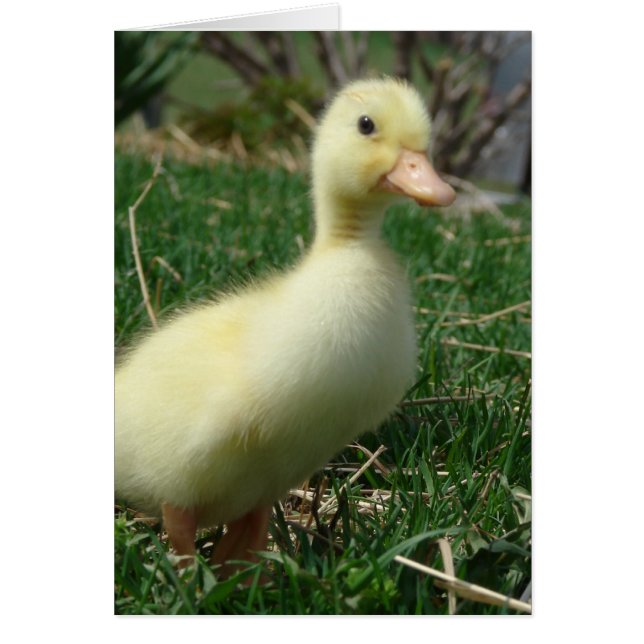 Cartão Pekin Duckling (Frente)