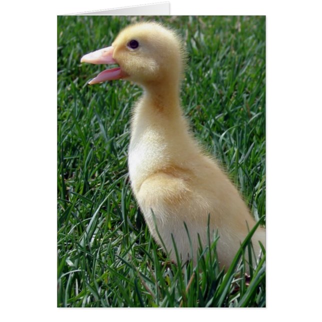 Cartão Pekin Ducklings (Frente)