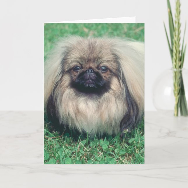 Cartão Pekingese (Frente)