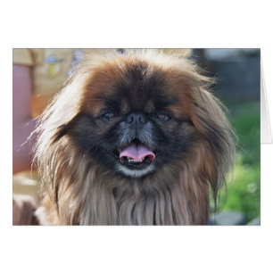 Cartão Pekingese