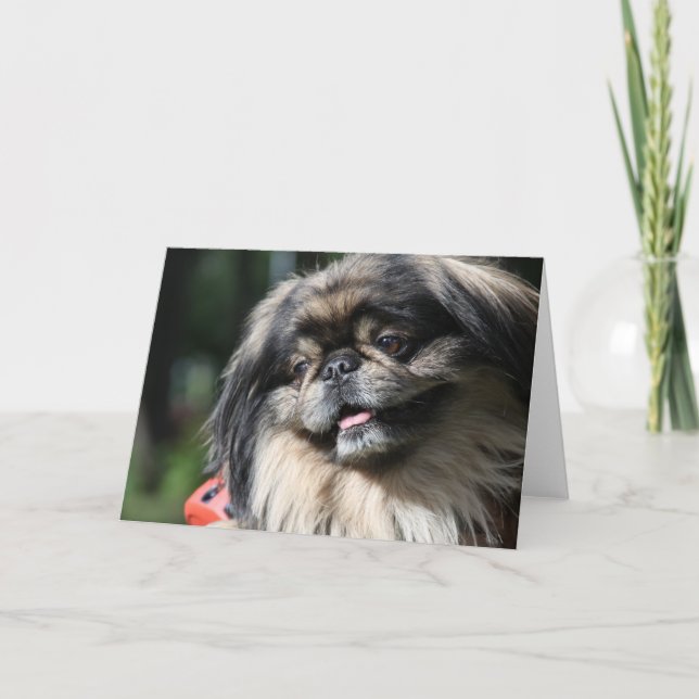 Cartão Pekingese  dog greeting card (Frente)
