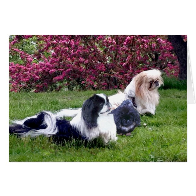 Cartão Pekingese Group em Springtime (Frente Horizontal)