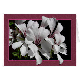 Cartão Pelargonium