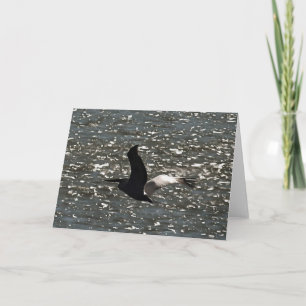 Cartão Pelican voando sobre o lago Shimmering Bafa