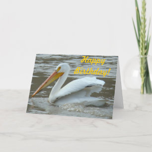 Cartão Pelicano Branco B14 no Rio Lamacento