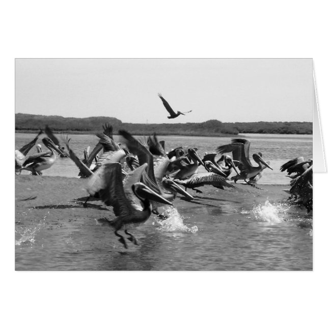 Cartão Pelicanos (Frente Horizontal)