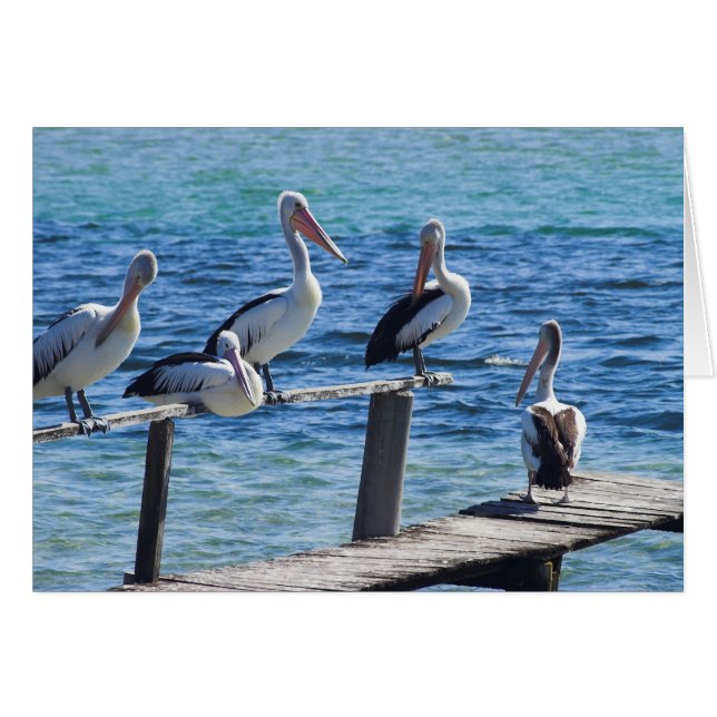 Cartão Pelicanos (Frente Horizontal)