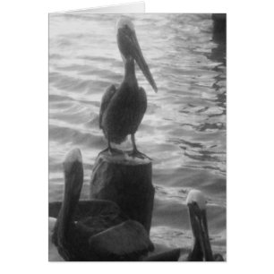 Cartão Pelicanos