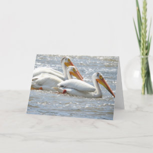 Cartão Pelicanos Americanos no Rio Mississippi em Branco