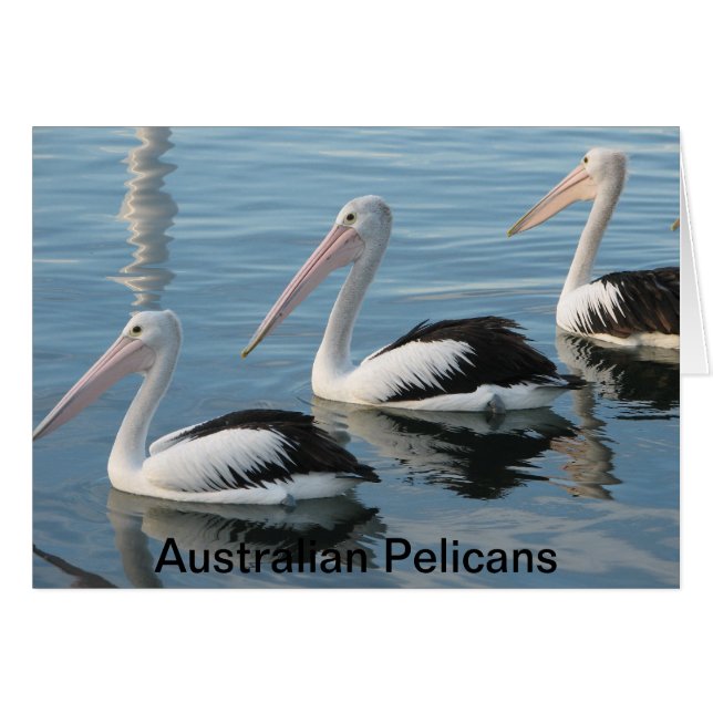 Cartão Pelicanos australianos (Frente Horizontal)
