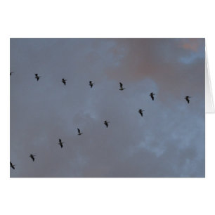 Cartão Pelicanos brancos em vôo