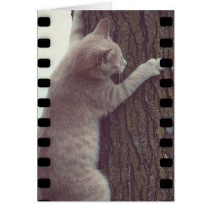 Cartão Película Rascal